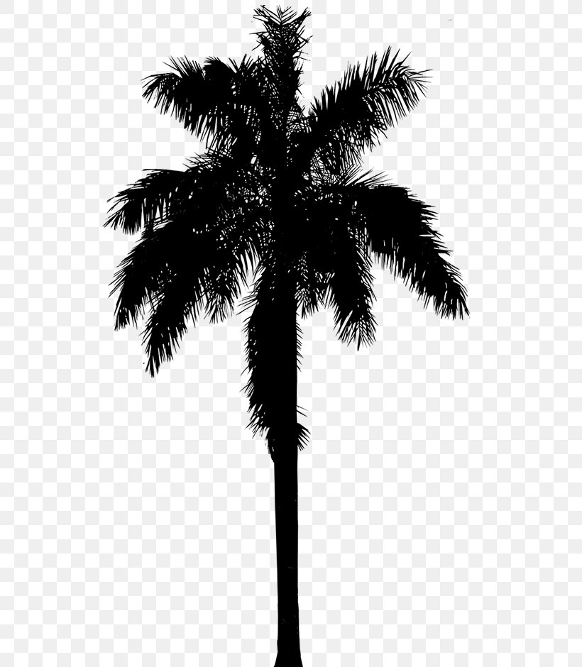 Asian Palmyra Palm Silhouette Vector Graphics Illustration, PNG, 547x940px, Asian Palmyra Palm, Arecales, Art, Attalea Speciosa, Blackandwhite Download Free