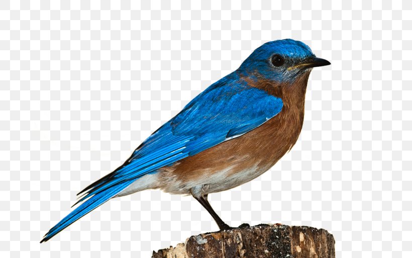 Bird Clip Art Image Desktop Wallpaper, PNG, 740x514px, Bird, Beak, Bluebird, Bluebirds, Eastern Bluebird Download Free