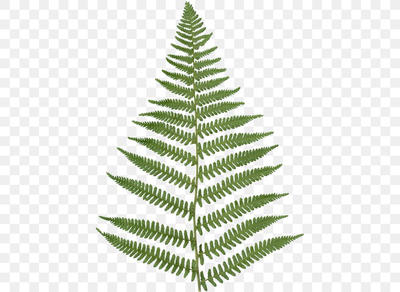 Fern Vascular Plant Texture Mapping Leaf, PNG, 600x600px, Fern, Alpha Channel, Christmas Decoration, Christmas Ornament, Christmas Tree Download Free