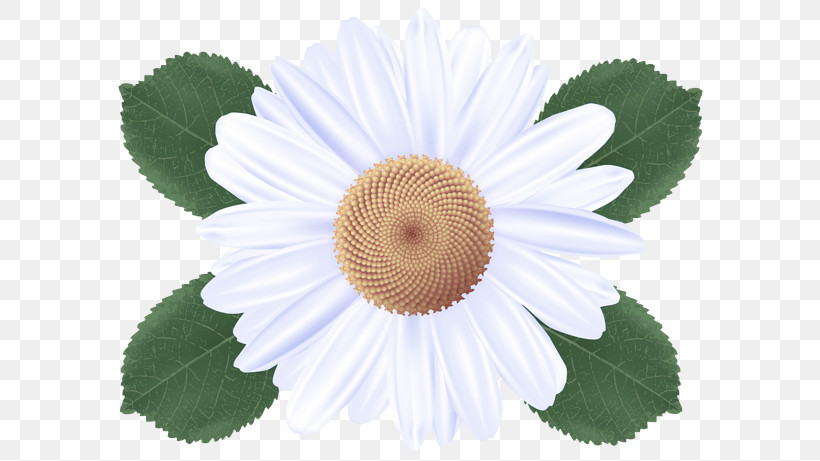 Flower Plant Chamomile Petal Mayweed, PNG, 600x461px, Flower, Aster, Barberton Daisy, Camomile, Chamomile Download Free