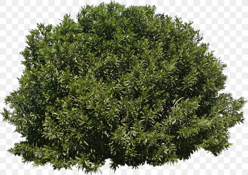 Tree Shrub Evergreen, PNG, 1400x990px, Tree, Branch, Data Conversion, Evergreen, Fundal Download Free