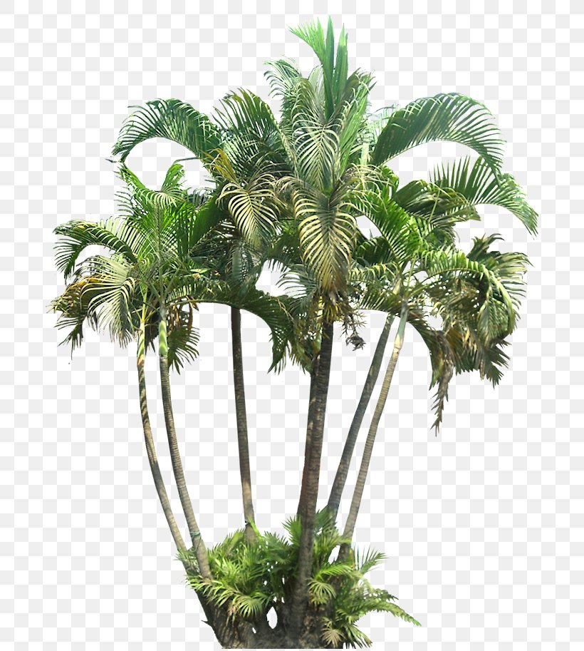Arecaceae Tropics Plant Palm Branch, PNG, 713x913px, Arecaceae, Areca Palm, Arecales, Borassus Flabellifer, Botany Download Free