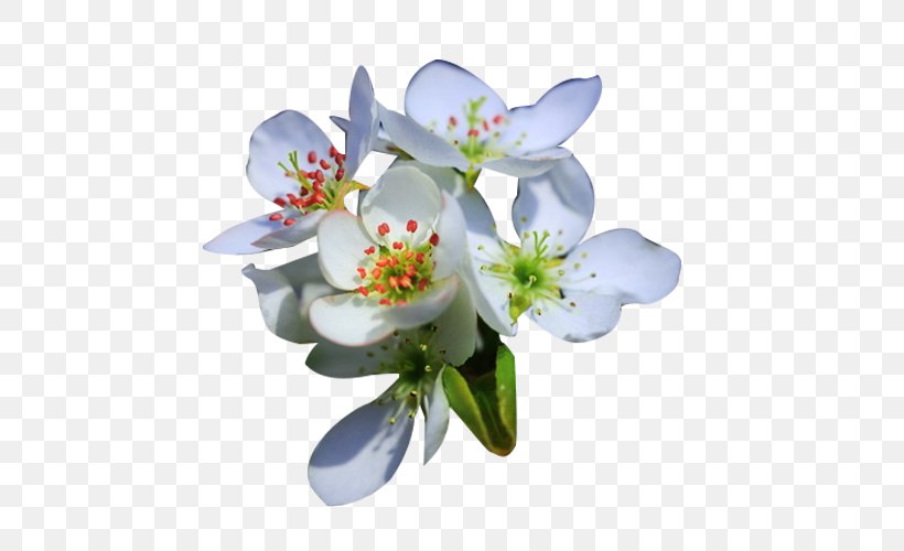 Petal Flower Floral Design Computer File, PNG, 600x500px, Petal, Blossom, Cut Flowers, Designer, Floral Design Download Free