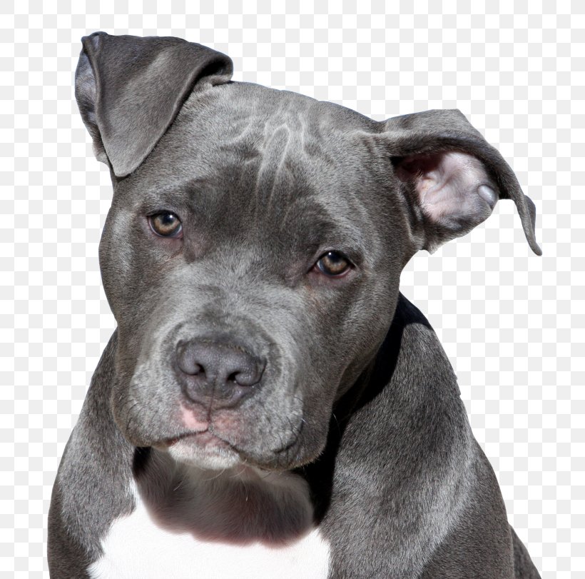 American Pit Bull Terrier Dog Breed Information & Characteristics