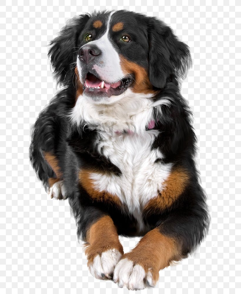 Bernese Mountain Dog Dog Breed Greater Swiss Mountain Dog Companion Dog, PNG, 666x1000px, Bernese Mountain Dog, Bedroom, Breed, Carnivoran, Companion Dog Download Free