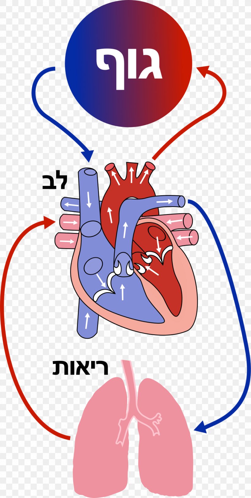 Circulatory System Blood Vessel Human Heart, PNG, 906x1798px, Watercolor, Cartoon, Flower, Frame, Heart Download Free