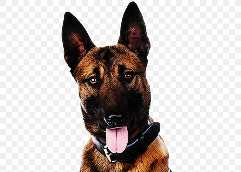 Dog German Shepherd Dog Dog Collar King Shepherd Snout, PNG, 543x585px, Dog, Belgian Shepherd Malinois, Collar, Dog Collar, Fawn Download Free