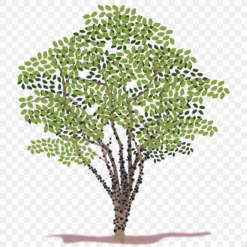 Tree Clip Art, PNG, 2400x2400px, Tree, Blog, Branch, Drawing, Grass Download Free