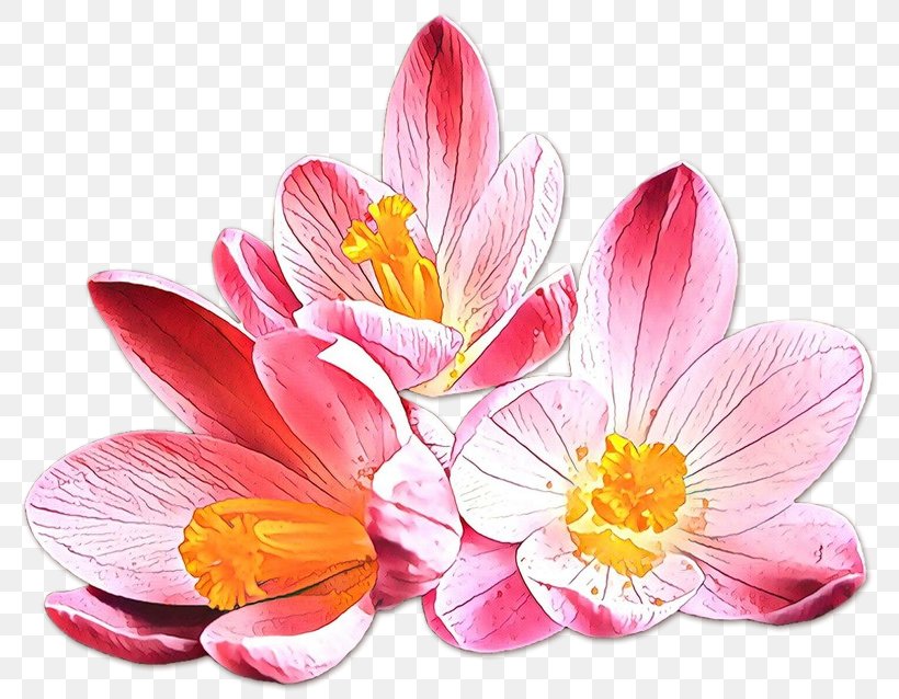 Flower Petal Plant Pink Crocus, PNG, 800x638px, Cartoon, Crocus, Cut Flowers, Flower, Petal Download Free