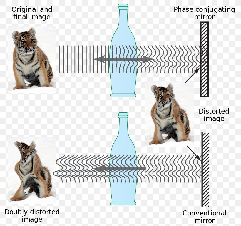 Light Phase Conjugation Reflection Time Reversal Signal Processing Nonlinear Optics, PNG, 813x768px, Light, Carnivoran, Cat, Cat Like Mammal, Dog Like Mammal Download Free