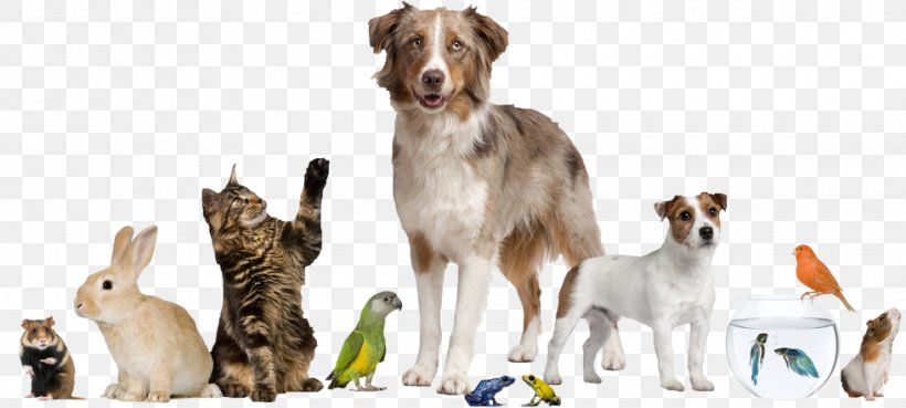 Pet Sitting Dog Cat Service Animal, PNG, 980x441px, Pet Sitting, Animal, Animal Shelter, Animalassisted Therapy, Breed Download Free