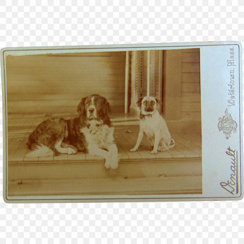 Dog - Spaniel Dog Breed Picture Frames Rectangle PNG