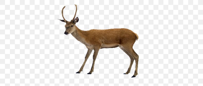 White-tailed Deer Moose Clip Art, PNG, 500x350px, Deer, Antelope, Antler, Display Resolution, Fauna Download Free