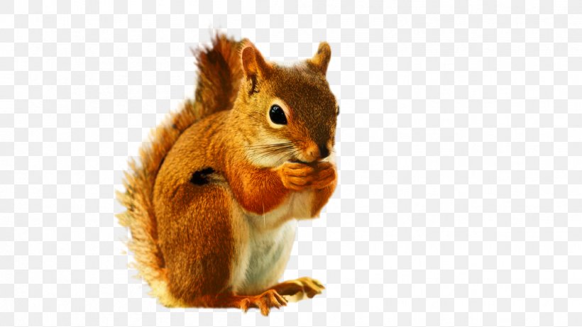 Fox Cartoon, PNG, 1253x705px, Squirrel, Cartoon, Chipmunk, Douglas Squirrel, Eastern Chipmunk Download Free