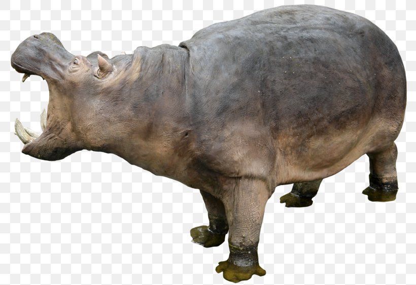 Hippopotamus Clip Art, PNG, 800x562px, Pygmy Hippopotamus, Animal, Cattle Like Mammal, Choeropsis, Elephant Download Free