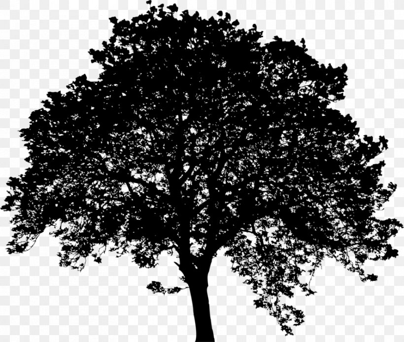 Oak Tree Silhouette, PNG, 886x750px, Tree, Black And White, Branch, California Live Oak, Californian White Oak Download Free