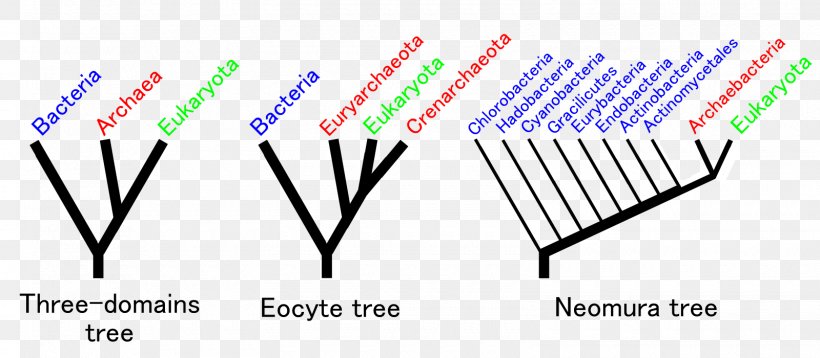 Eocyte Hypothesis Neomura Common Descent Evolution Gram-positive Bacteria, PNG, 1600x700px, Neomura, Ancestor, Area, Biology, Brand Download Free