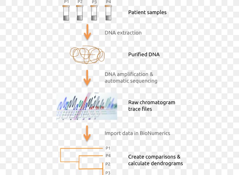 Multilocus Sequence Typing DNA Sequencing Nucleic Acid Sequence, PNG, 434x600px, Multilocus Sequence Typing, Diagram, Dna Sequencing, Fasta, Fasta Format Download Free