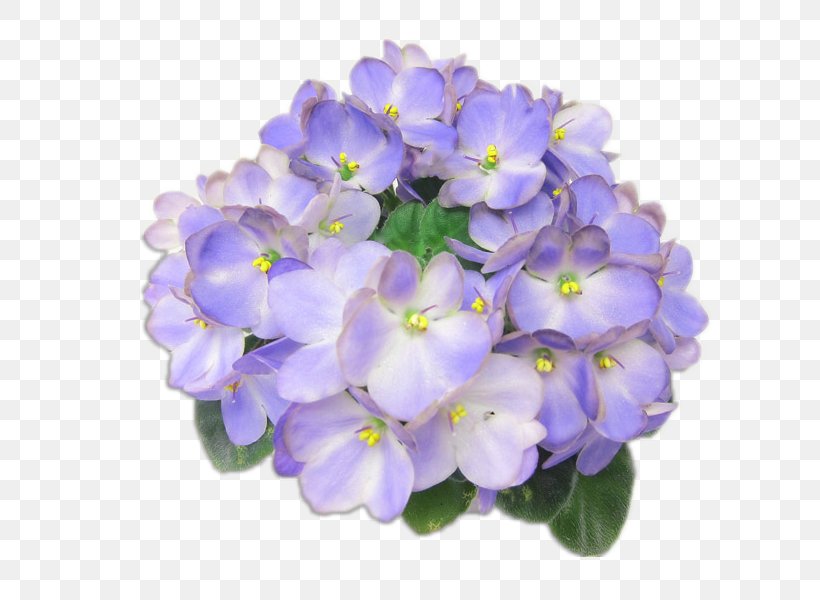 African Family, PNG, 800x600px, African Violets, Alpine Forgetmenot, Annual Plant, Begonia, Blue Download Free