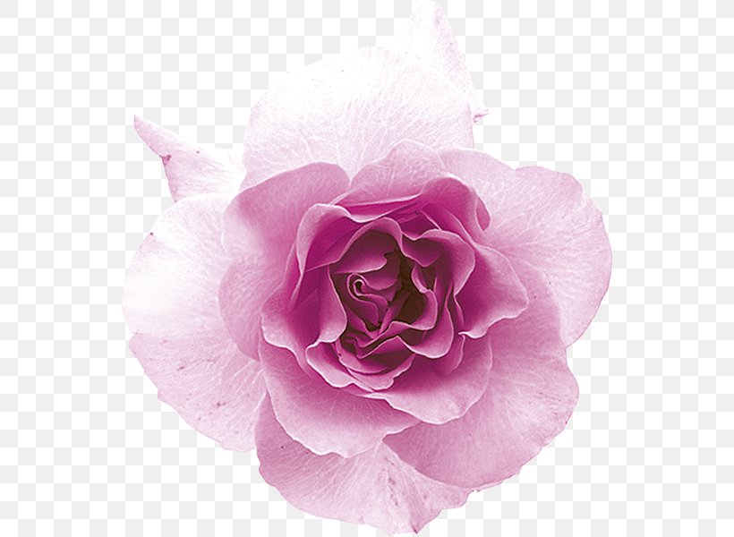 Garden Roses Hold-ups Cabbage Rose Floribunda Denaro, PNG, 550x600px, Watercolor, Cartoon, Flower, Frame, Heart Download Free