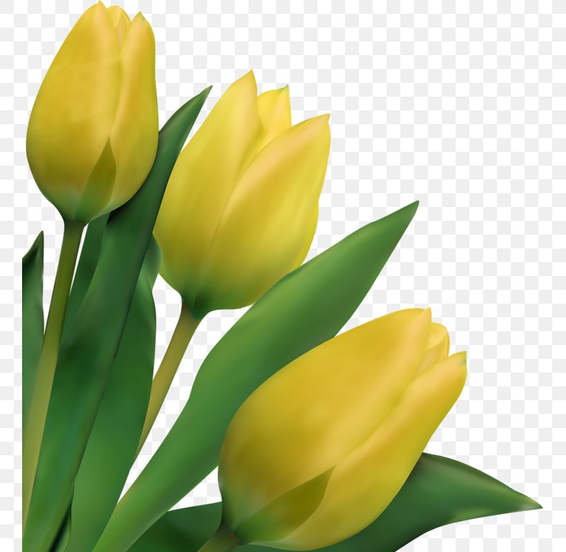 Indira Gandhi Memorial Tulip Garden Flower, PNG, 755x800px, Indira Gandhi Memorial Tulip Garden, Bud, Color, Cut Flowers, Drawing Download Free
