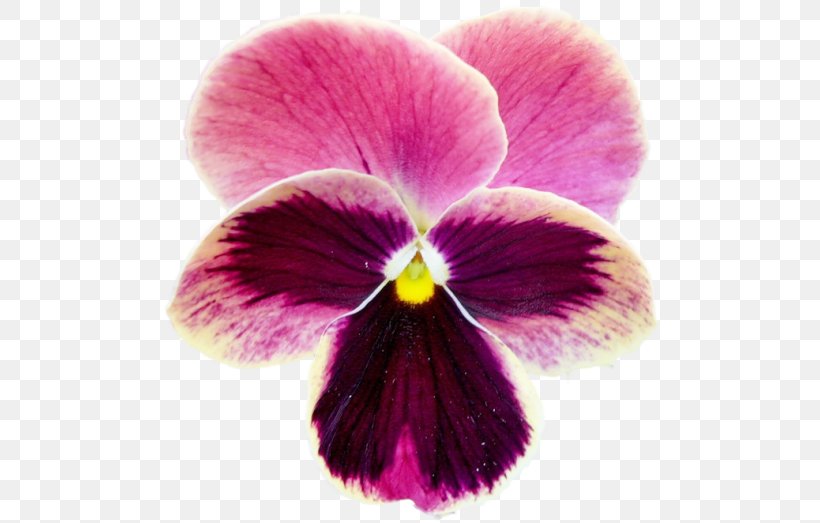 Pansy Violet Moth Orchids Close-up, PNG, 500x523px, Pansy, Close Up, Closeup, Flower, Flowering Plant Download Free