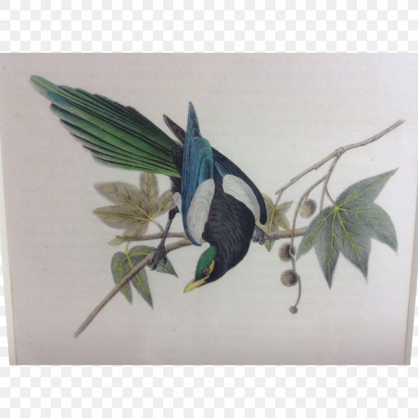 The Birds Of America Art Painting, PNG, 2048x2048px, Birds Of America, Art, Beak, Biological Illustration, Bird Download Free