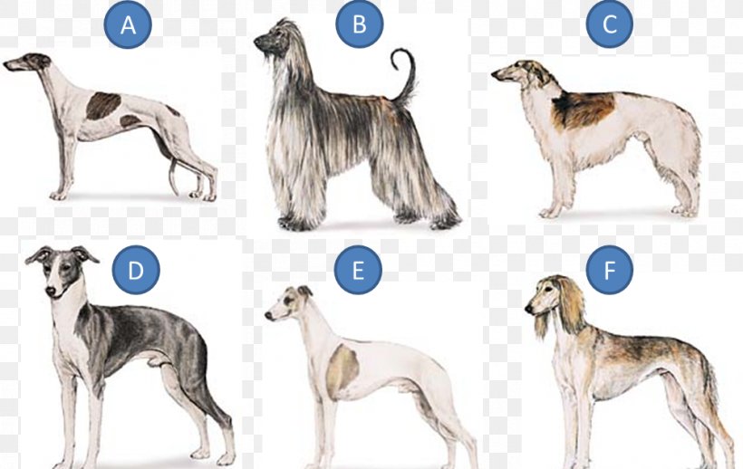 Whippet Greyhound Hortaya Borzaya Mudhol Hound Silken Windhound, PNG, 997x630px, Whippet, American Staghound, Ancient Dog Breeds, Animal Sports, Basenji Download Free