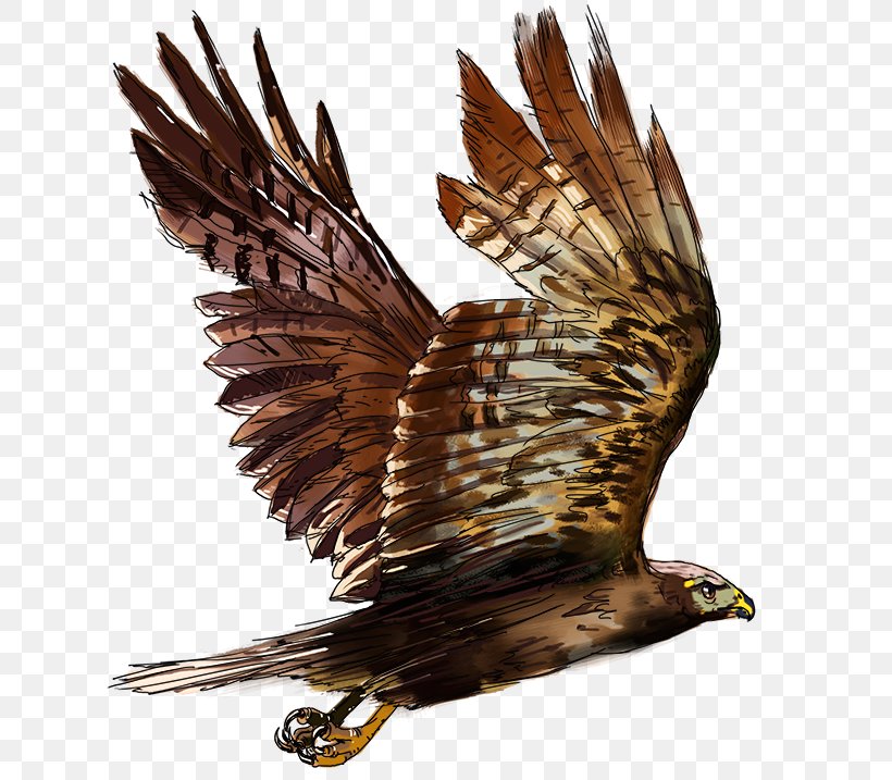Bald Eagle Hawk Buzzard Beak, PNG, 800x717px, Bald Eagle, Accipitriformes, Beak, Bird, Bird Of Prey Download Free
