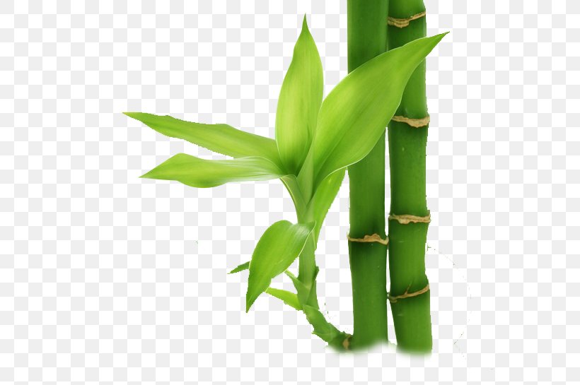 Bamboo Display Resolution Wallpaper, PNG, 574x545px, Bamboo, Bamboo Massage, Display Resolution, Grass, Grass Family Download Free