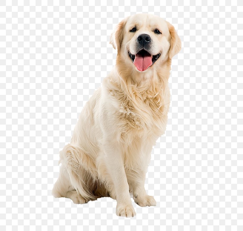 Golden Retriever Tibetan Terrier Old English Sheepdog Bulldog Puppy, PNG, 650x779px, Golden Retriever, Animal, Breed, Bulldog, Carnivoran Download Free