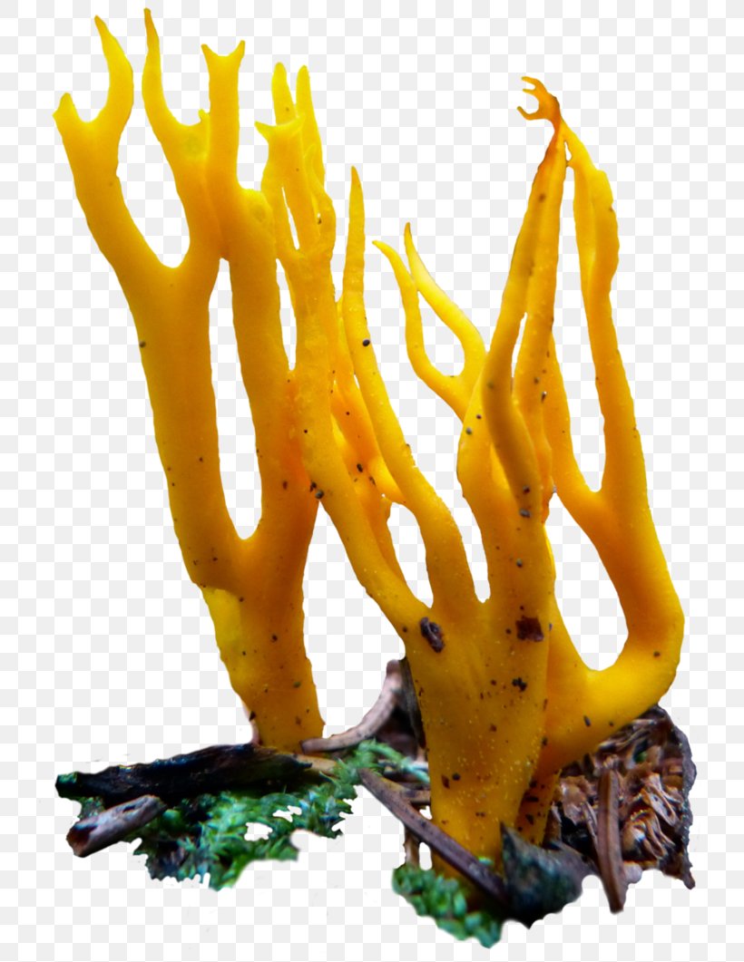 Mushroom Fungus Food Vegetarian Cuisine, PNG, 753x1061px, Mushroom, Art, Coral, Deviantart, Food Download Free