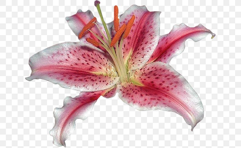 Pink M Amaryllis Daylily RTV Pink, PNG, 651x506px, Pink M, Amaryllis, Daylily, Flower, Flowering Plant Download Free