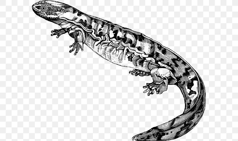 Salamanders And Newts Salamanders And Newts Lizard Clip Art, PNG, 600x487px, Salamander, Amphibian, Andrias, Black, Black And White Download Free