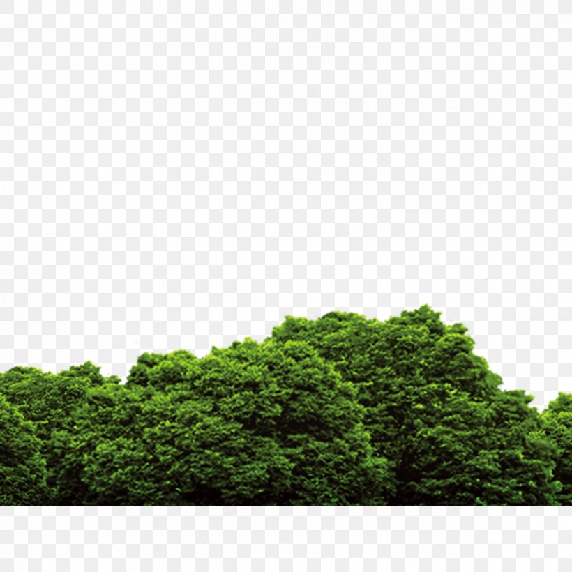 Tree, PNG, 1200x1200px, Tree, Cercis Siliquastrum, Cottonwood, Daytime, Forest Download Free
