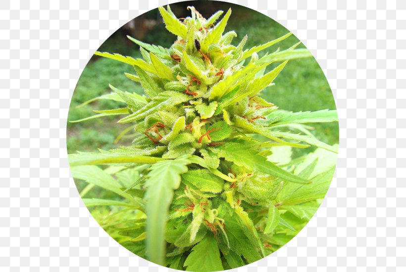 Autoflowering Cannabis Landrace Seed Bank, PNG, 551x551px, Cannabis, Autoflowering Cannabis, Breed, Cannabinoid, Cannabis Industry Download Free