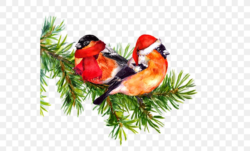 Bird Watercolor Painting Drawing Tree, PNG, 555x495px, Bird, Beak, Cardinal, Christmas Ornament, Color Download Free