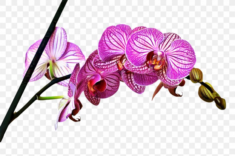 Canvas Moth Orchids Blejtram Image, PNG, 2250x1500px, Canvas, Blejtram, Blume, Botany, Cattleya Download Free