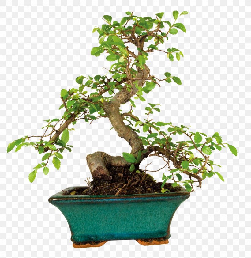 Elegant Potted Plants, PNG, 1040x1069px, Houseplant, Bonsai, Branch, Chart, Flowerpot Download Free