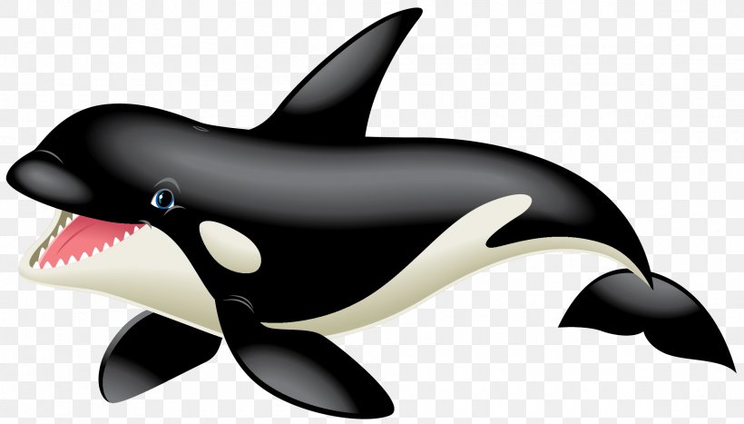 Killer Whale White-beaked Dolphin Marine Biology, PNG, 2325x1325px, Killer Whale, Biology, Dolphin, Fin, Fish Download Free