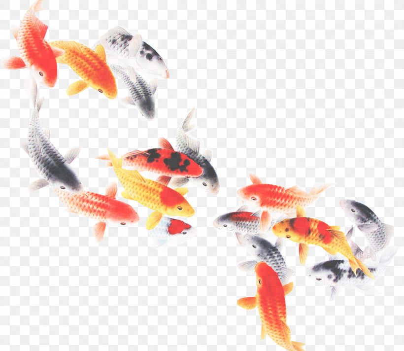 Koi Feeder Fish Fish Goldfish Tail, PNG, 1899x1651px, Koi, Feeder Fish, Fish, Goldfish, Tail Download Free