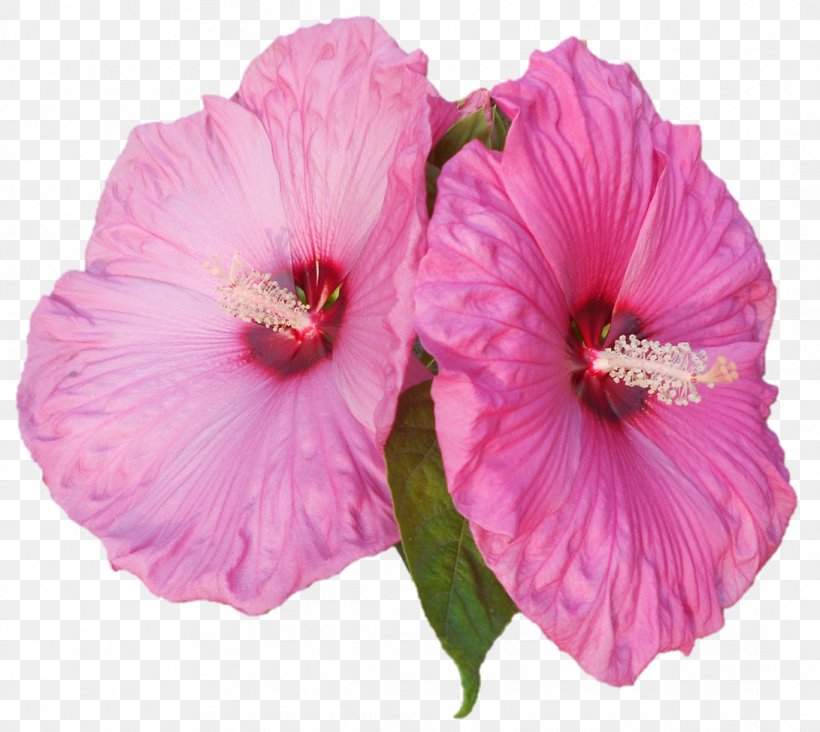 Shoeblackplant Pink M Annual Plant Herbaceous Plant, PNG, 1091x974px, Shoeblackplant, Annual Plant, China Rose, Chinese Hibiscus, Flower Download Free