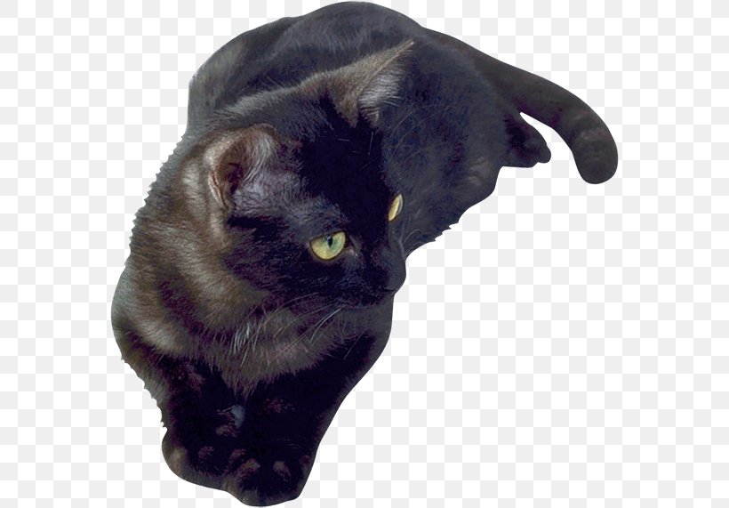 Black Cat Bombay Cat Korat Domestic Short-haired Cat Whiskers, PNG, 572x571px, Black Cat, Bombay, Bombay Cat, Carnivoran, Cat Download Free