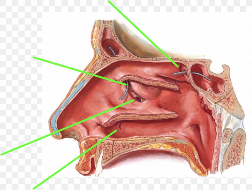 Ethmoid Sinus Ethmoid Bulla Paranasal Sinuses Anatomy, PNG, 855x647px, Watercolor, Cartoon, Flower, Frame, Heart Download Free