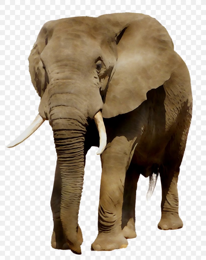 Indian Elephant African Elephant Fauna Terrestrial Animal, PNG, 1386x1754px, Indian Elephant, African Elephant, Animal, Animal Figure, Elephant Download Free