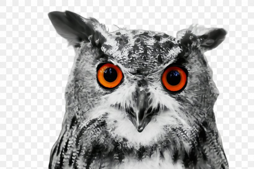 Owl Bird Bird Of Prey Eastern Screech Owl Western Screech Owl, PNG, 2448x1632px, Watercolor, Beak, Bird, Bird Of Prey, Closeup Download Free