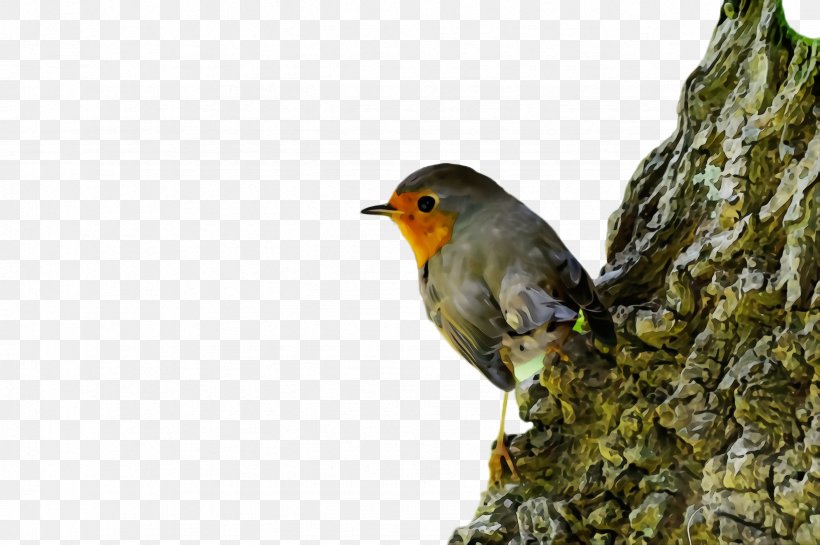 Bird European Robin Beak Old World Flycatcher Songbird, PNG, 2452x1632px, Watercolor, Beak, Bird, European Robin, Finch Download Free