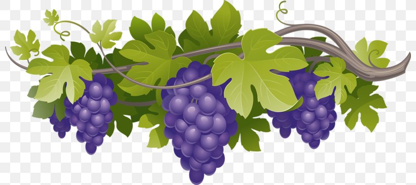Common Grape Vine Grape Leaves, PNG, 800x364px, Common Grape Vine, Flowering Plant, Food, Fruit, Grape Download Free
