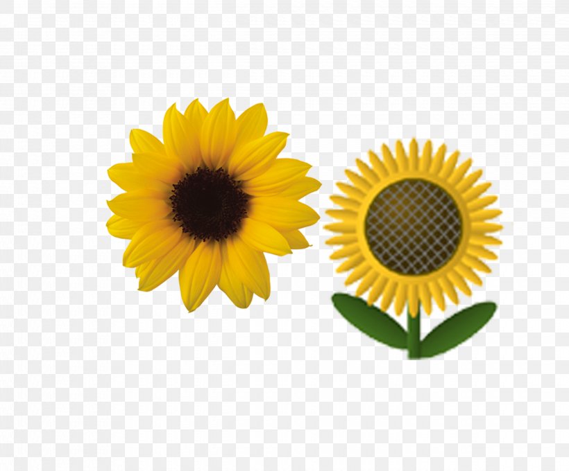 Common Sunflower, PNG, 2480x2057px, Common Sunflower, Brush, Computer Program, Daisy Family, Flower Download Free