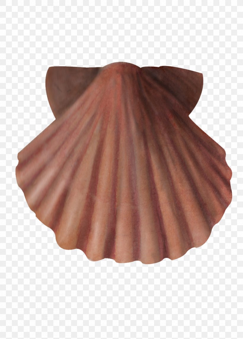Great Scallop North Sea English Channel Bay Of Biscay Wood, PNG, 908x1267px, Great Scallop, Bay Of Biscay, Coast, English Channel, Fishing Download Free